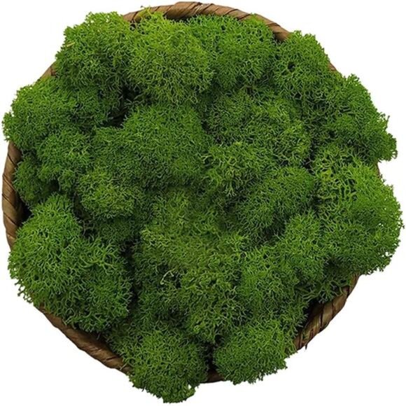 Moss Preserved, Green Moss for Fairy Gardens, Terrariums, Any Craft or Floral - Picture 1 of 7